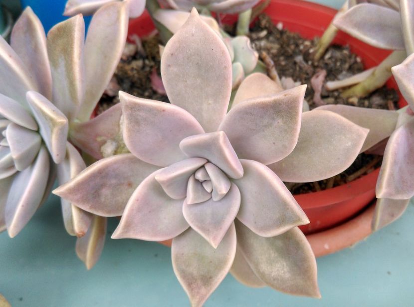  - Plantele mele de la Epurare 2017 2018