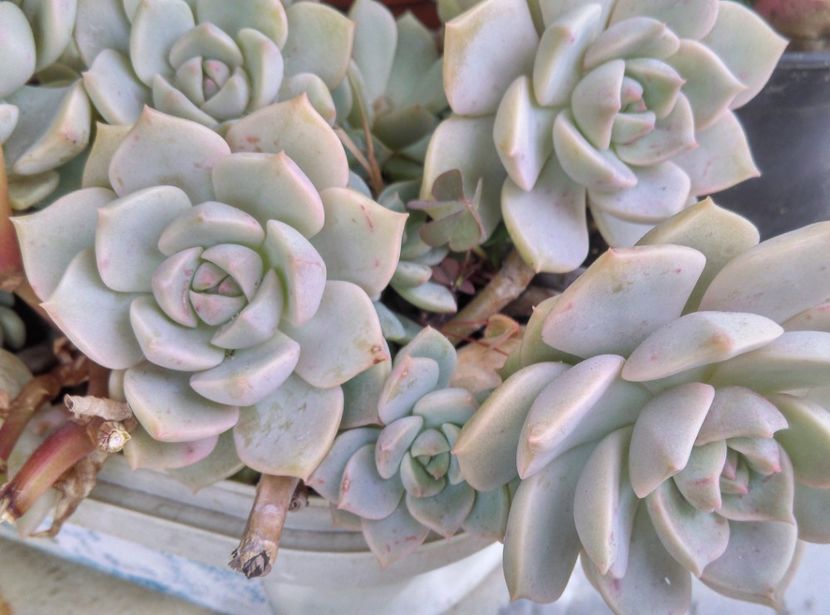  - Plantele mele de la Epurare 2017 2018