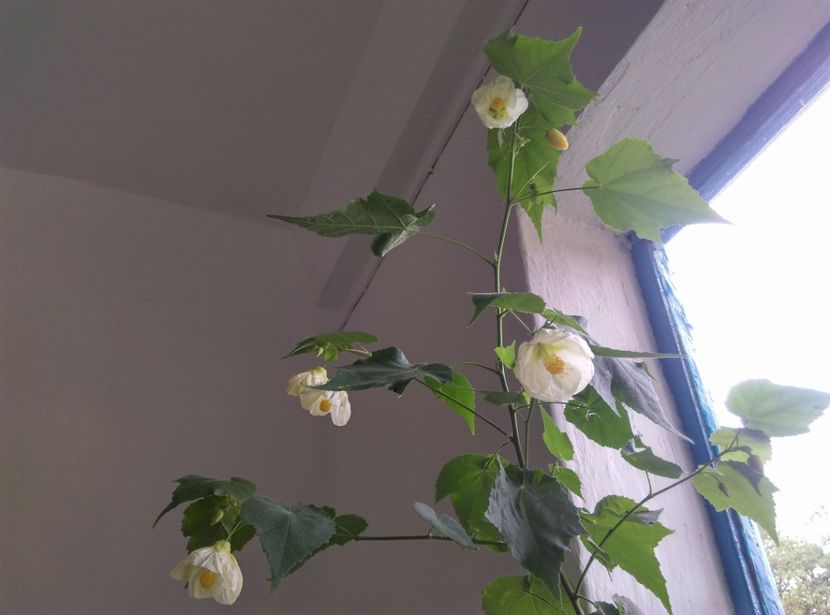  - Plantele mele de la Epurare 2017 2018