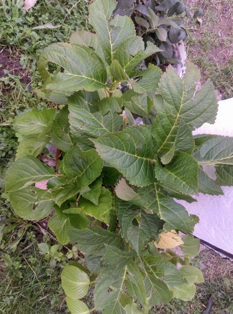  - Plantele mele de la Epurare 2017 2018