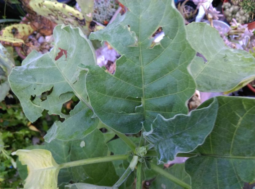  - Plantele mele de la Epurare 2017 2018