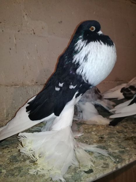  - GUSATI DE POMERANIA