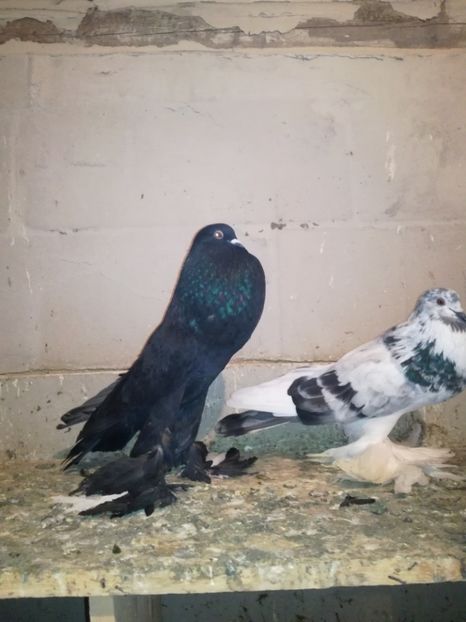  - GUSATI DE POMERANIA