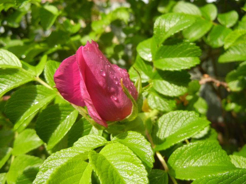 Rosa rugosa (2017, May 05) - ROSA Rugosa_Rugosa Rose