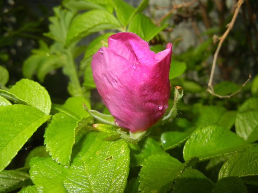 Rosa rugosa (2017, May 05) - ROSA Rugosa_Rugosa Rose