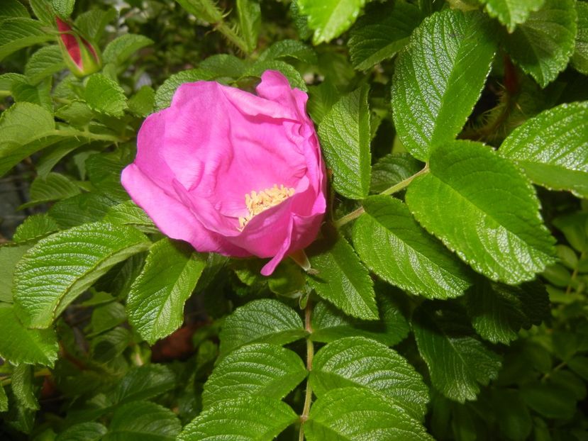 Rosa rugosa (2017, May 05) - ROSA Rugosa_Rugosa Rose