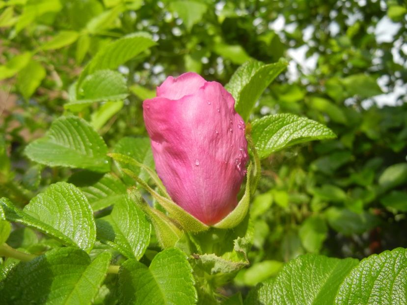 Rosa rugosa (2017, May 05) - ROSA Rugosa_Rugosa Rose