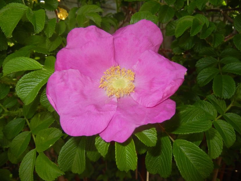 Rosa rugosa (2017, May 05) - ROSA Rugosa_Rugosa Rose