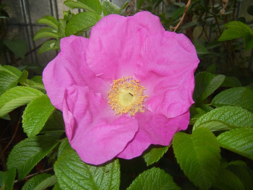Rosa rugosa (2017, May 05) - ROSA Rugosa_Rugosa Rose