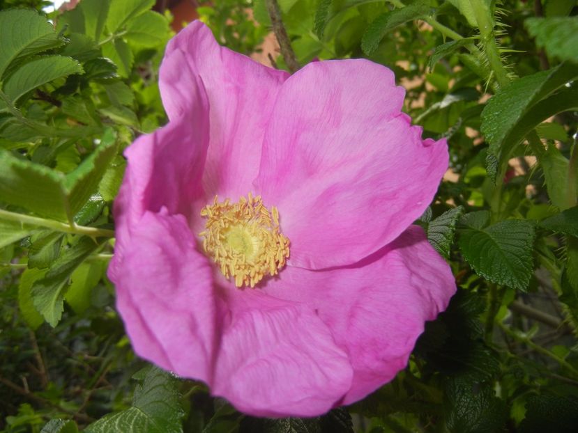 Rosa rugosa (2017, May 06) - ROSA Rugosa_Rugosa Rose