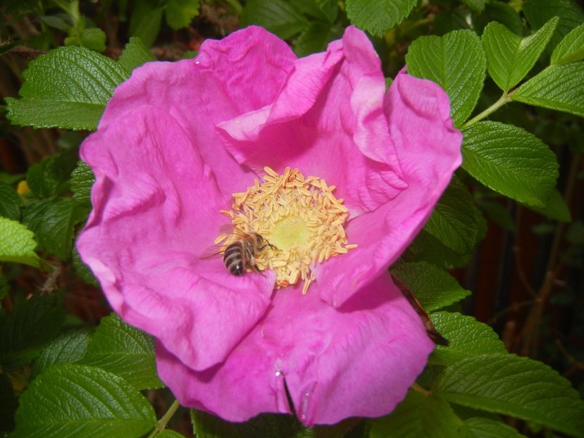Rosa rugosa (2017, May 06) - ROSA Rugosa_Rugosa Rose