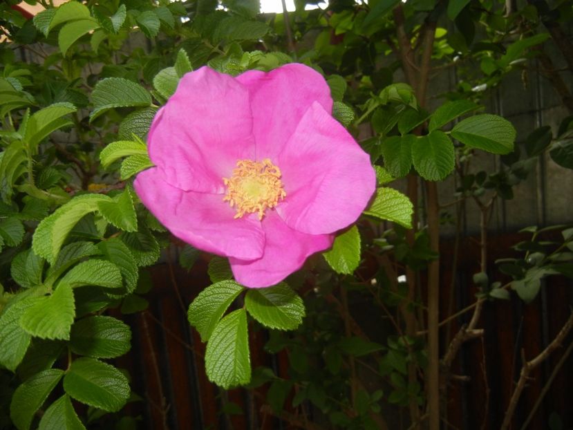Rosa rugosa (2017, May 06) - ROSA Rugosa_Rugosa Rose