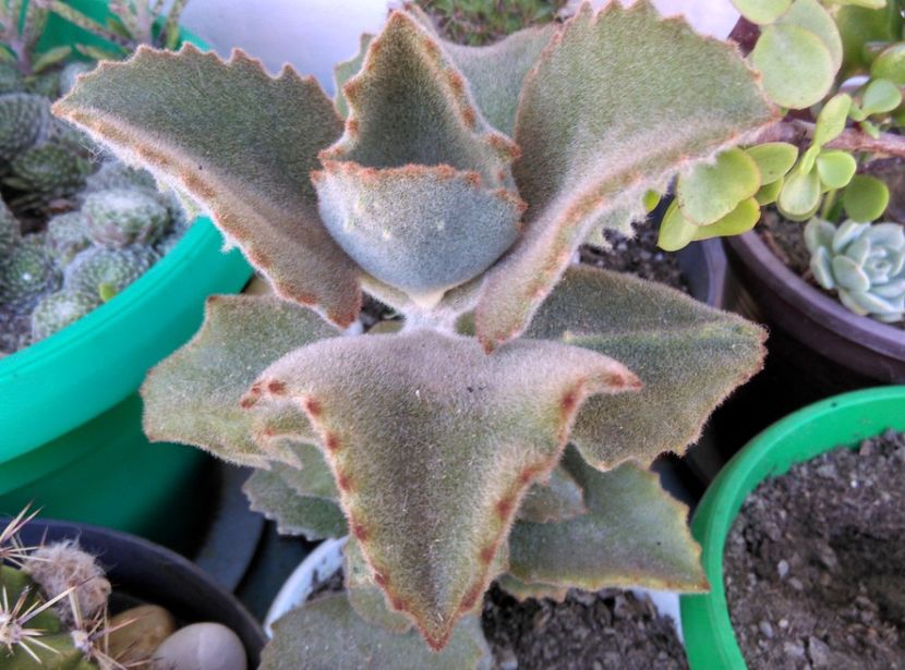  - Plantele mele de la Epurare 2017 2018