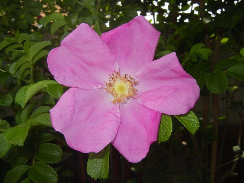 Rosa rugosa (2017, May 07) - ROSA Rugosa_Rugosa Rose