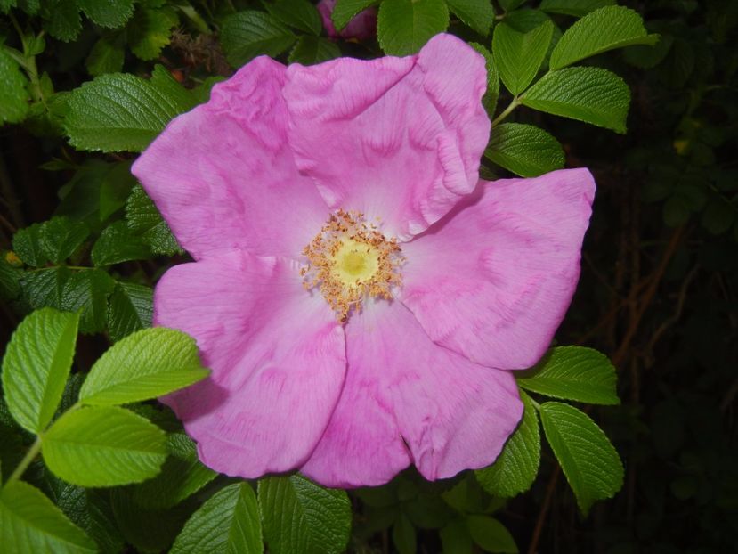 Rosa rugosa (2017, May 07) - ROSA Rugosa_Rugosa Rose