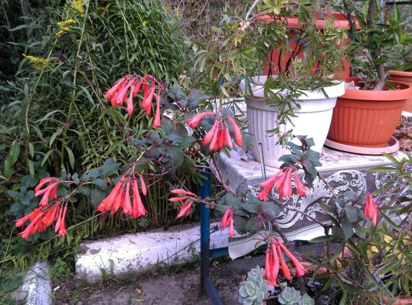  - Plantele mele de la Epurare 2017 2018