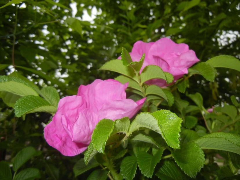 Rosa rugosa (2017, May 07) - ROSA Rugosa_Rugosa Rose