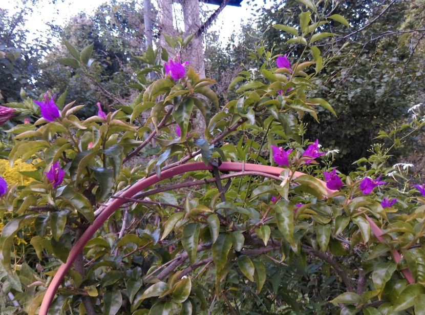  - Plantele mele de la Epurare 2017 2018