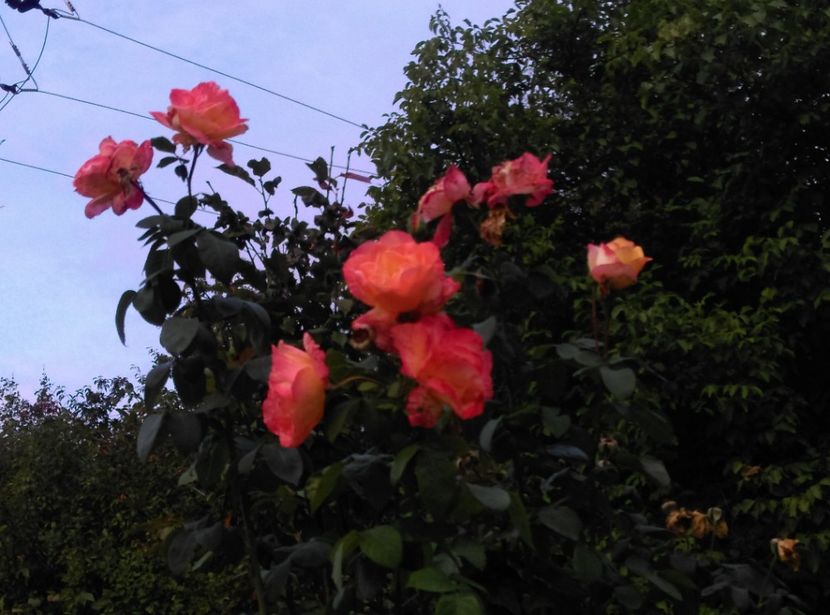  - Plantele mele de la Epurare 2017 2018