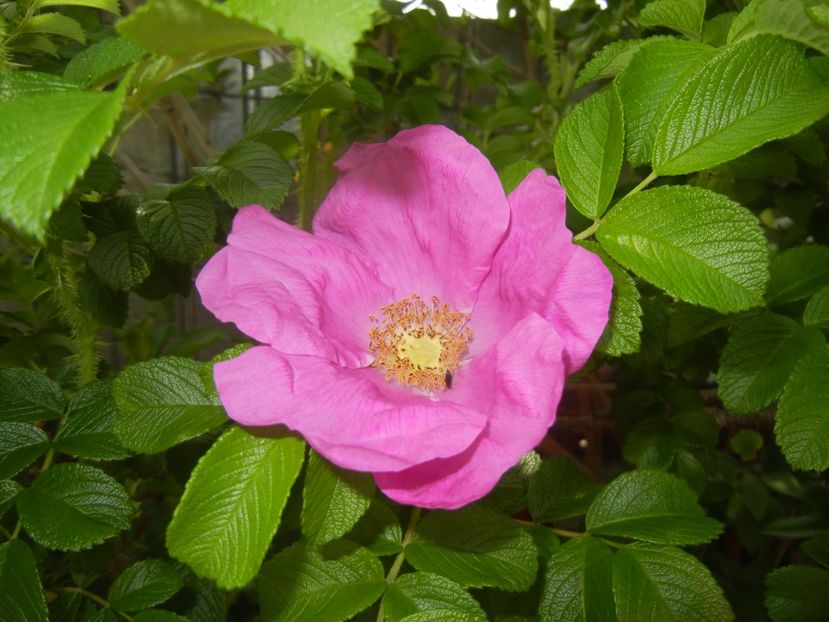 Rosa rugosa (2017, May 07) - ROSA Rugosa_Rugosa Rose