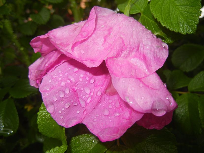 Rosa rugosa (2017, May 08) - ROSA Rugosa_Rugosa Rose