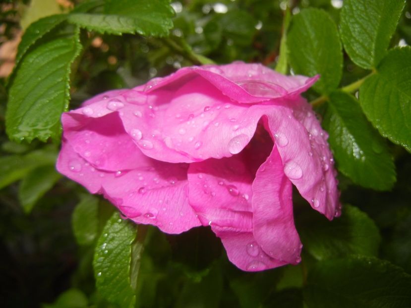Rosa rugosa (2017, May 08) - ROSA Rugosa_Rugosa Rose
