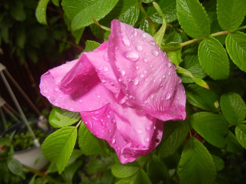 Rosa rugosa (2017, May 08) - ROSA Rugosa_Rugosa Rose
