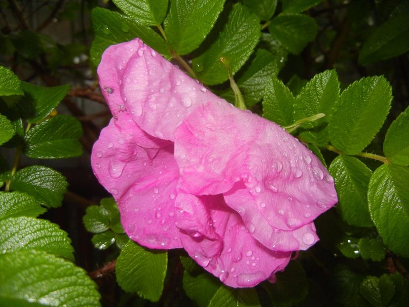 Rosa rugosa (2017, May 08) - ROSA Rugosa_Rugosa Rose