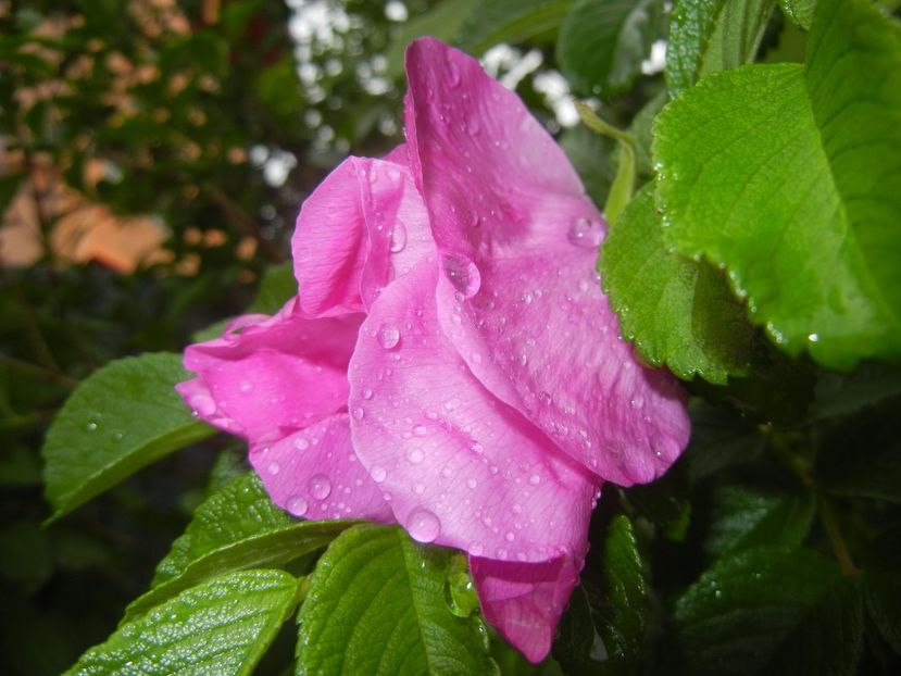 Rosa rugosa (2017, May 08) - ROSA Rugosa_Rugosa Rose