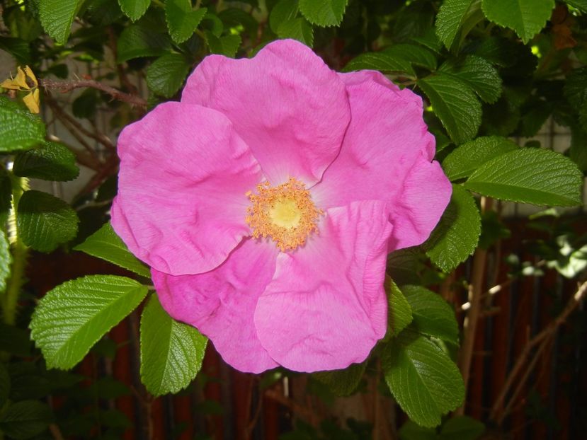 Rosa rugosa (2017, May 11) - ROSA Rugosa_Rugosa Rose