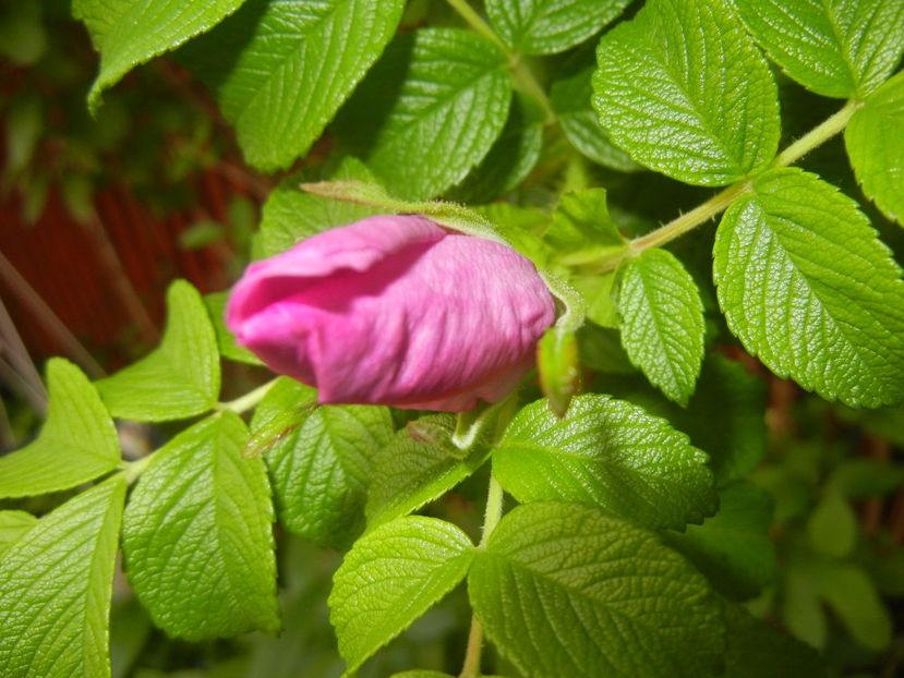 Rosa rugosa (2017, May 11) - ROSA Rugosa_Rugosa Rose