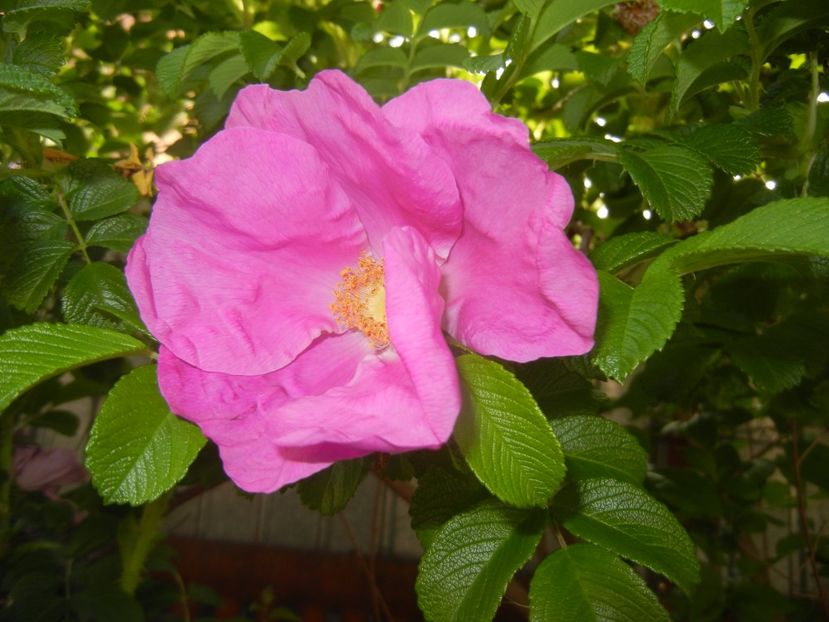 Rosa rugosa (2017, May 11) - ROSA Rugosa_Rugosa Rose
