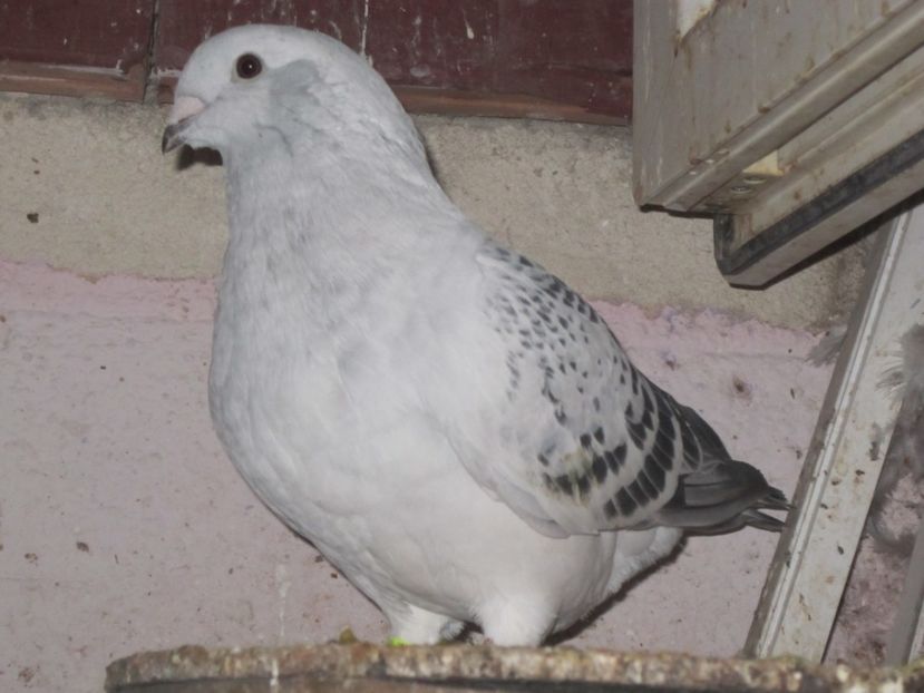 f 2017 - TINERET 2017-MATCA 2018