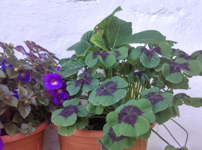  - Plantele mele de la Epurare 2017 2018