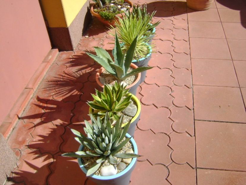 Agave mari afara la soare - Agave si Yucca 2017