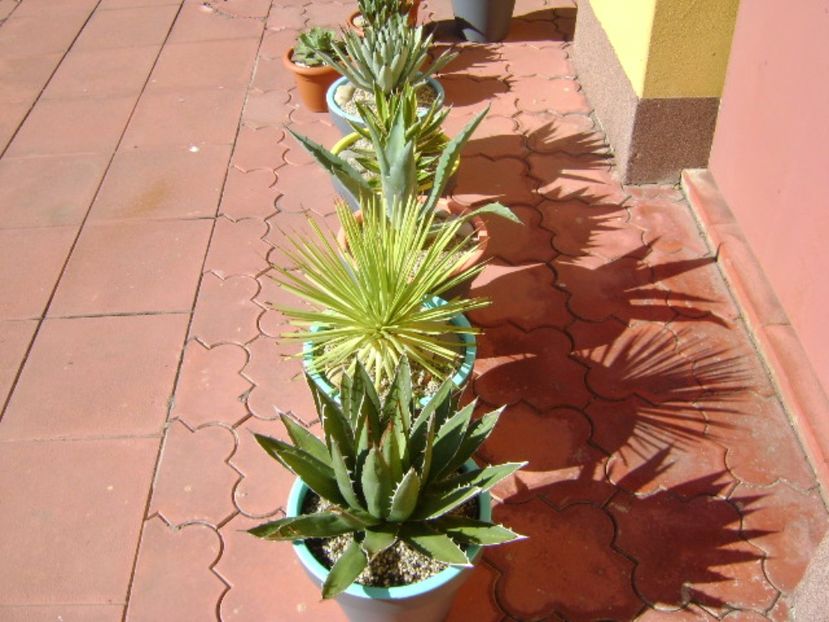 Agave mari afara la soare - Agave si Yucca 2017