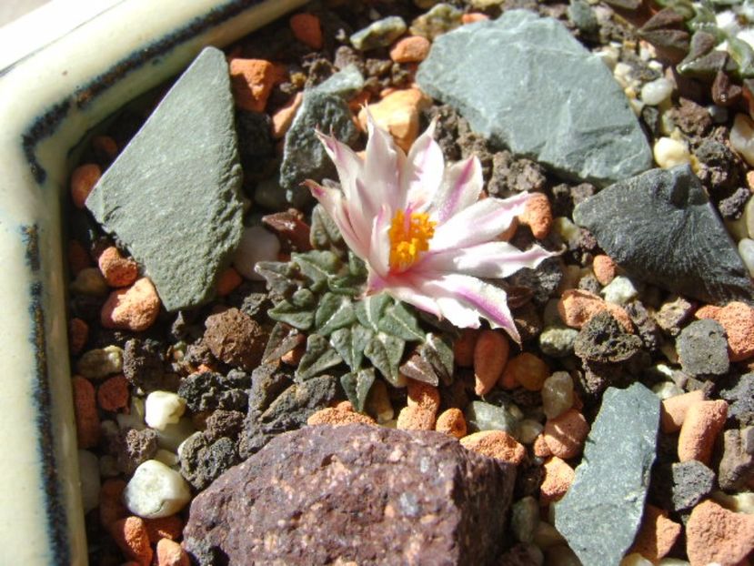 Ariocarpus kotschoubeyanus v. albiflorus - Cactusi 2017 final de an