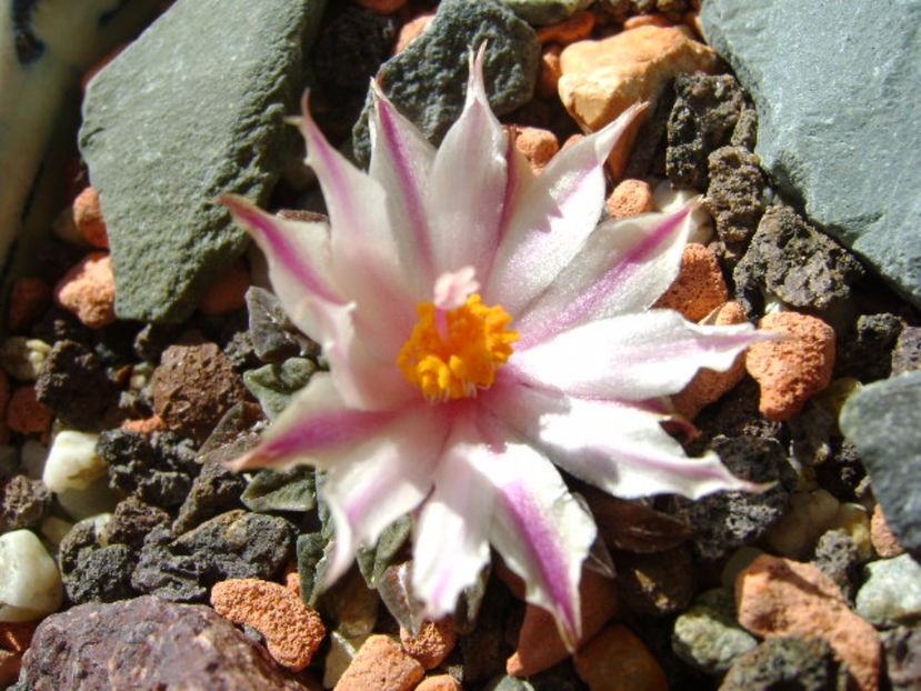 Ariocarpus kotschoubeyanus v. albiflorus - Cactusi 2017 final de an