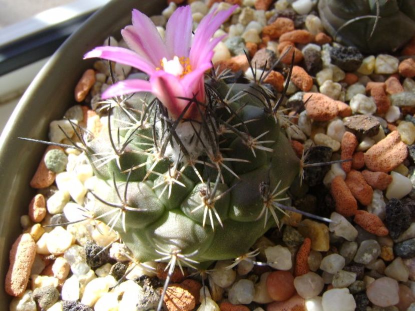 Turbinicarpus viereckii - Cactusi 2017 final de an