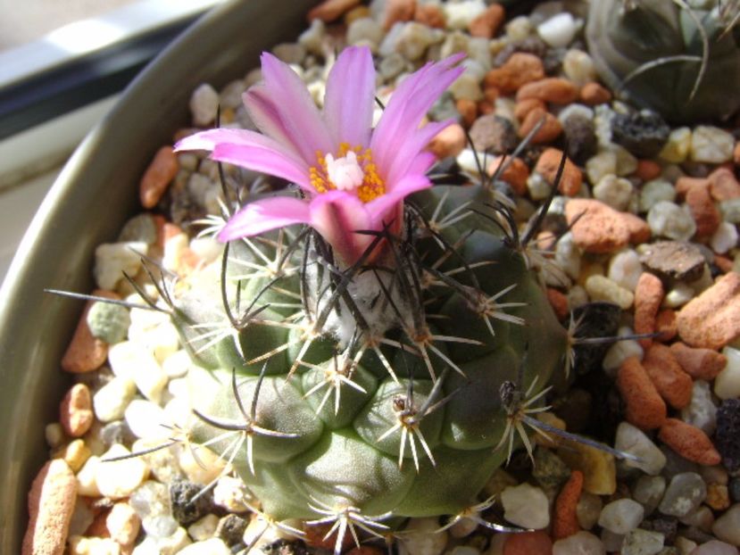 Turbinicarpus viereckii - Cactusi 2017 final de an