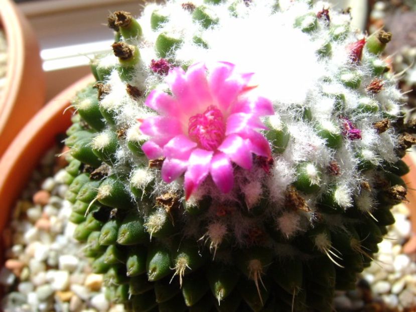 Mammillaria polythele cv. Stachellos - Cactusi 2017 final de an