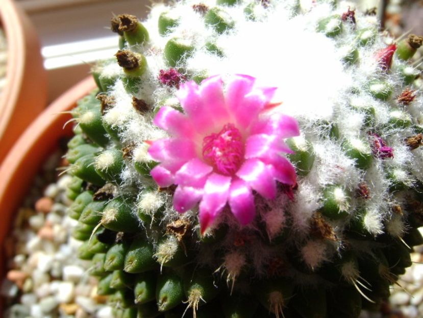 Mammillaria polythele cv. Stachellos - Cactusi 2017 final de an