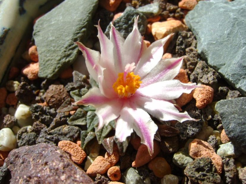 Ariocarpus kotschoubeyanus v. albiflorus - Cactusi 2017 final de an