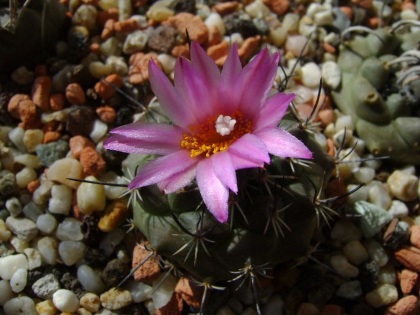 Turbinicarpus viereckii - Cactusi 2017 final de an