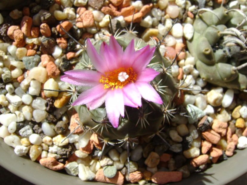 Turbinicarpus viereckii - Cactusi 2017 final de an