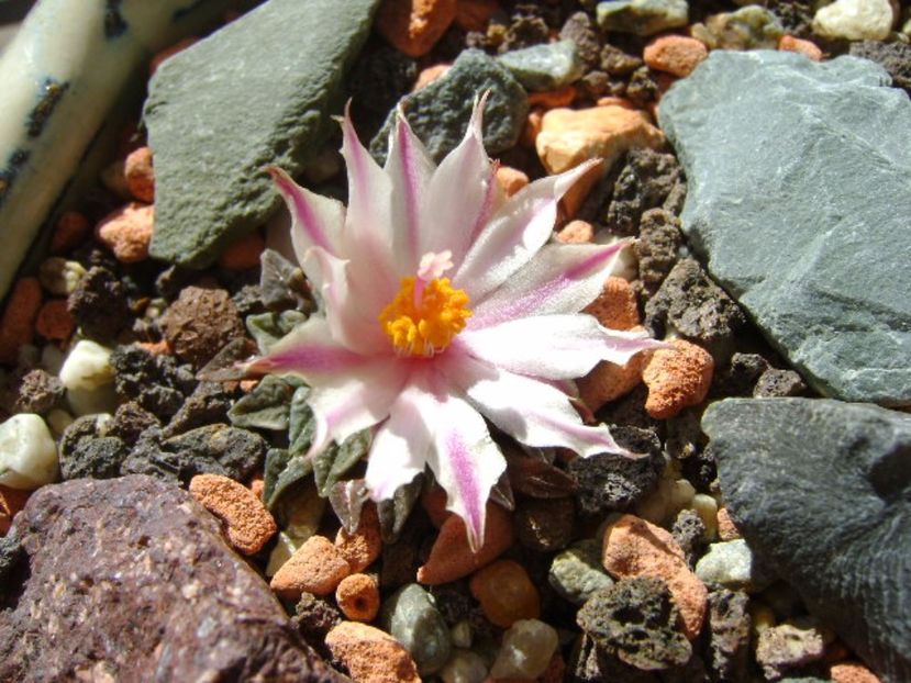 Ariocarpus kotschoubeyanus v. albiflorus - Cactusi 2017 final de an