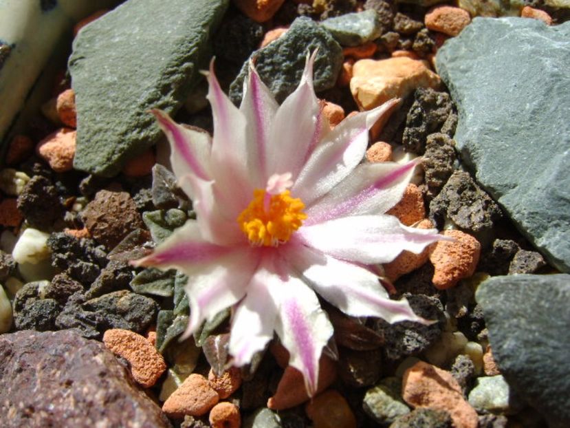 Ariocarpus kotschoubeyanus v. albiflorus - Cactusi 2017 final de an