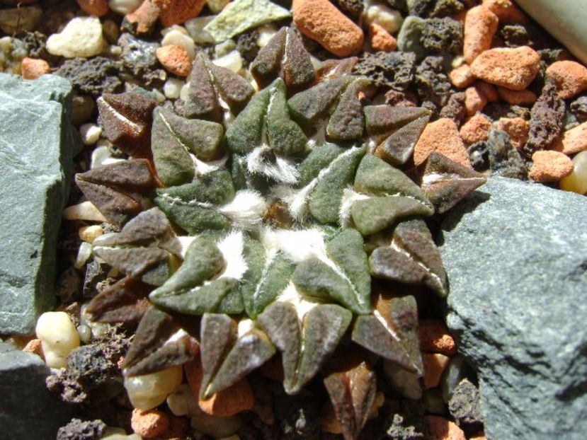 Ariocarpus kotschoubeyanus v. macdowellii - Cactusi 2017 final de an