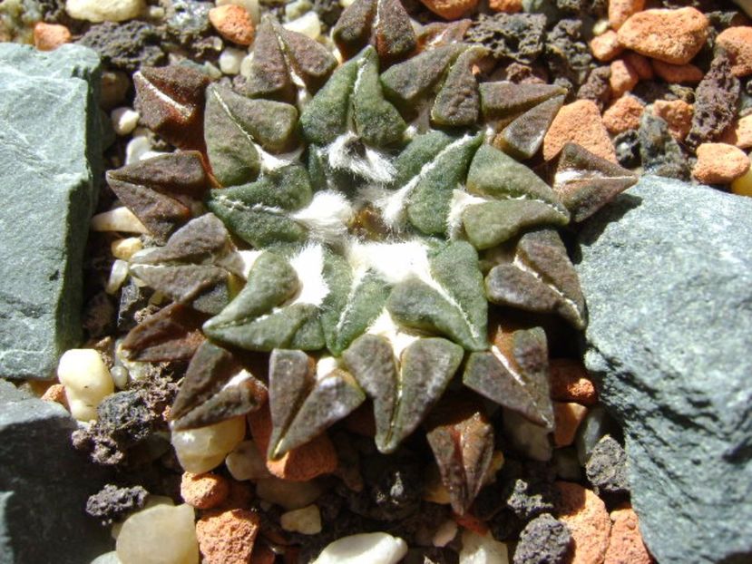 Ariocarpus kotschoubeyanus v. macdowellii - Cactusi 2017 final de an