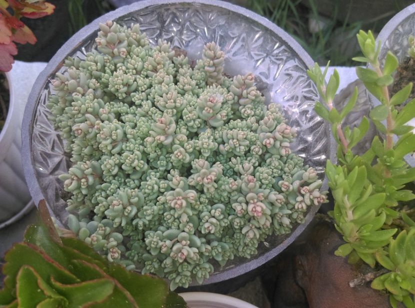  - Plantele mele de la Epurare 2017 2018